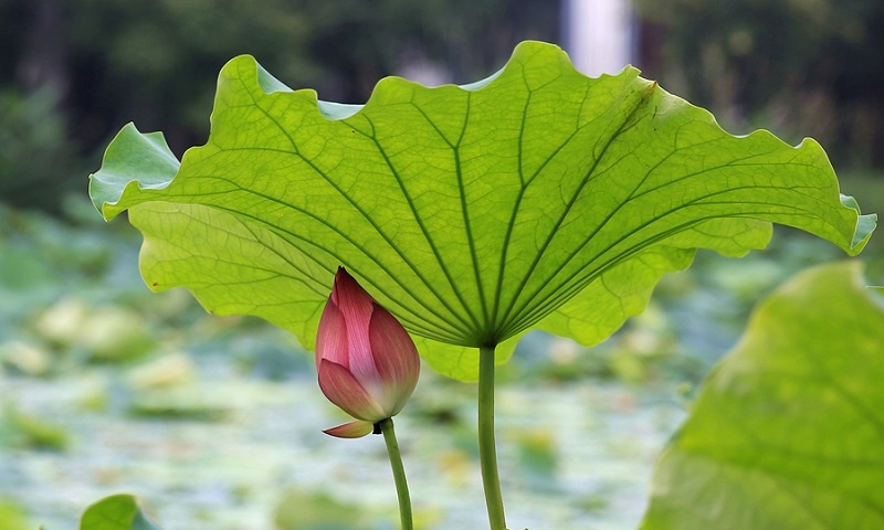 珠海新東方烹飪學校_平凡人身后的無私奉獻